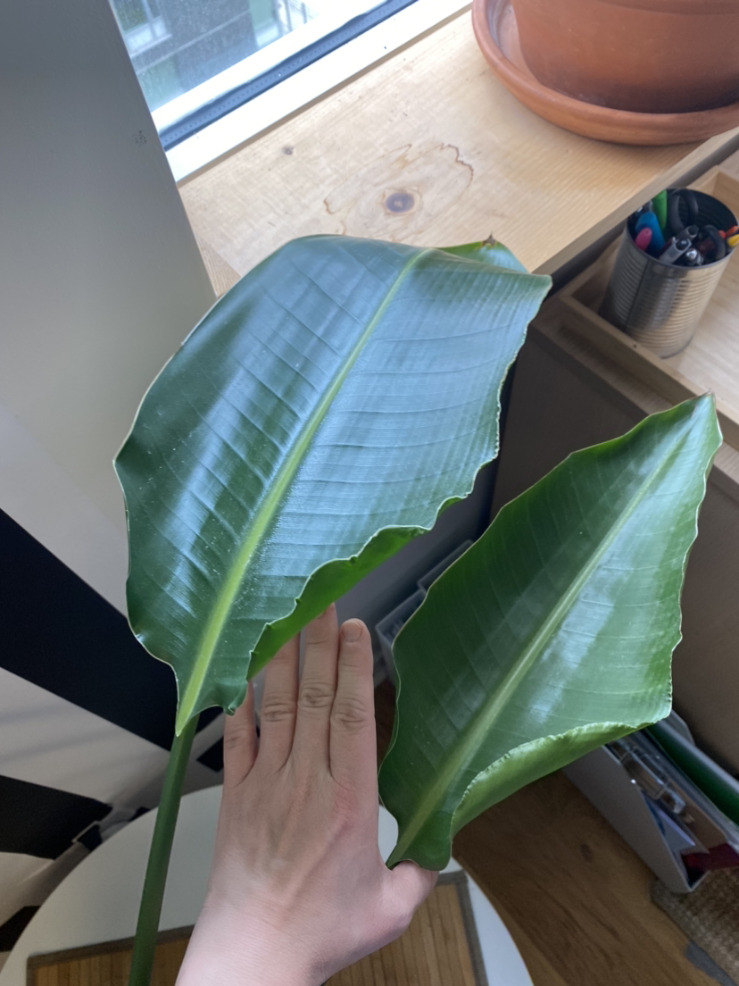 Bird of Paradise (Strelizia) Plant image indicator(2)