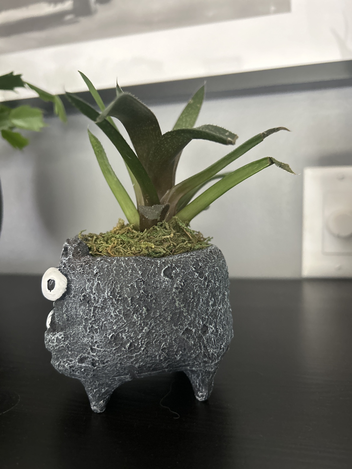 Plant #freecycle - photo 2