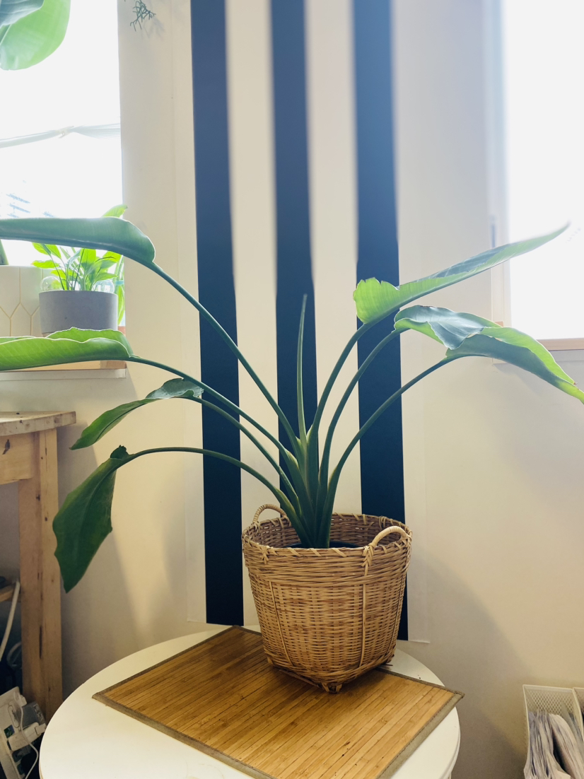 Bird of Paradise (Strelizia) Plant image indicator(4)