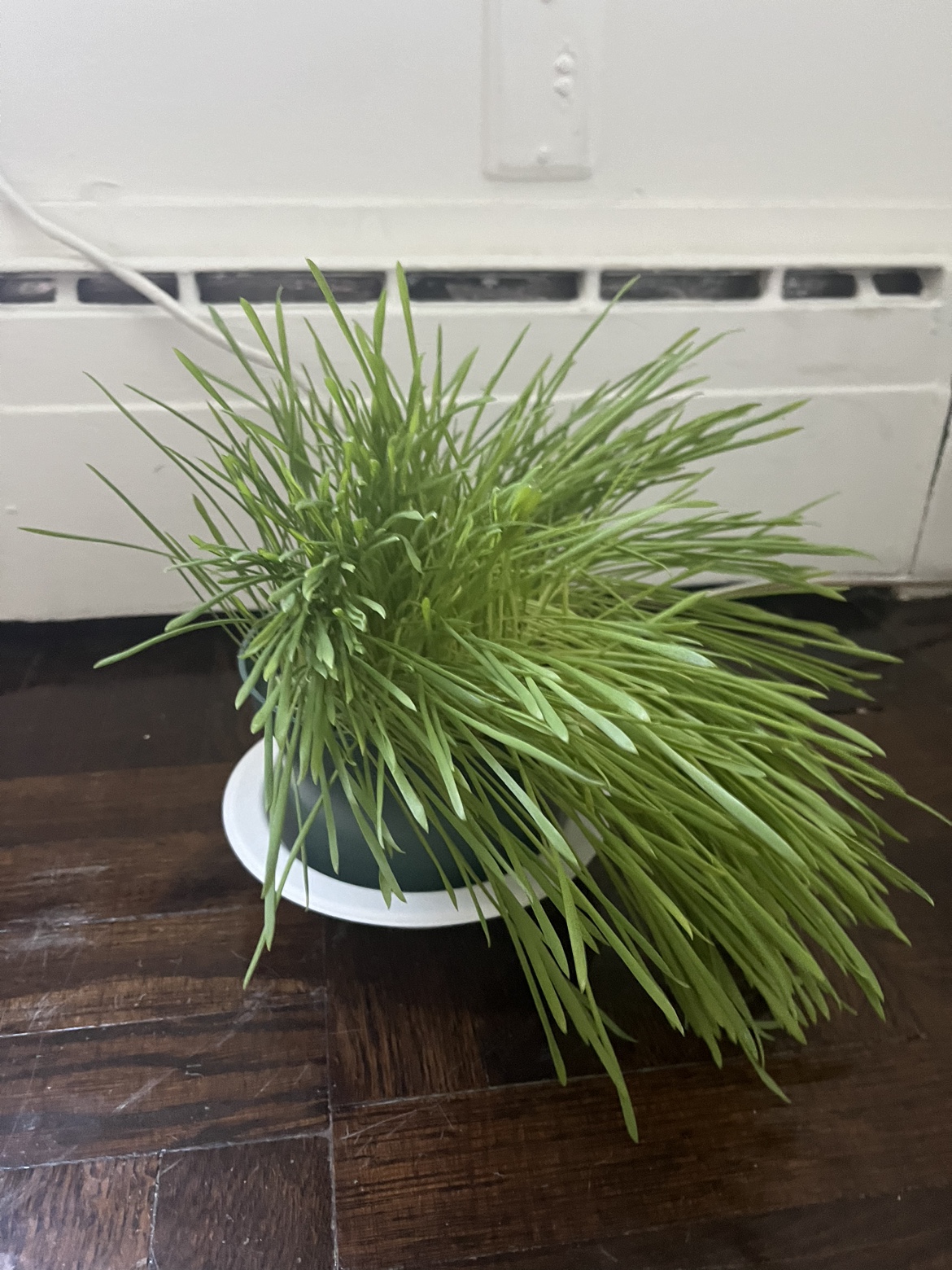 CAT GRASS 🌱 - FREE!!! - photo 2