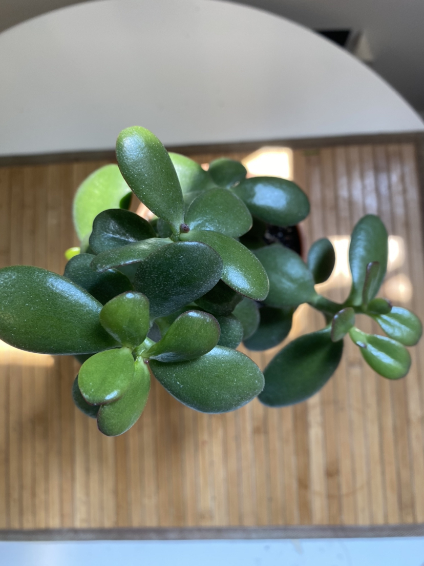 Jade Plant image indicator(2)