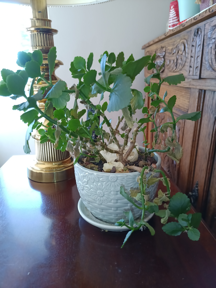 Indoor Plant 🧡