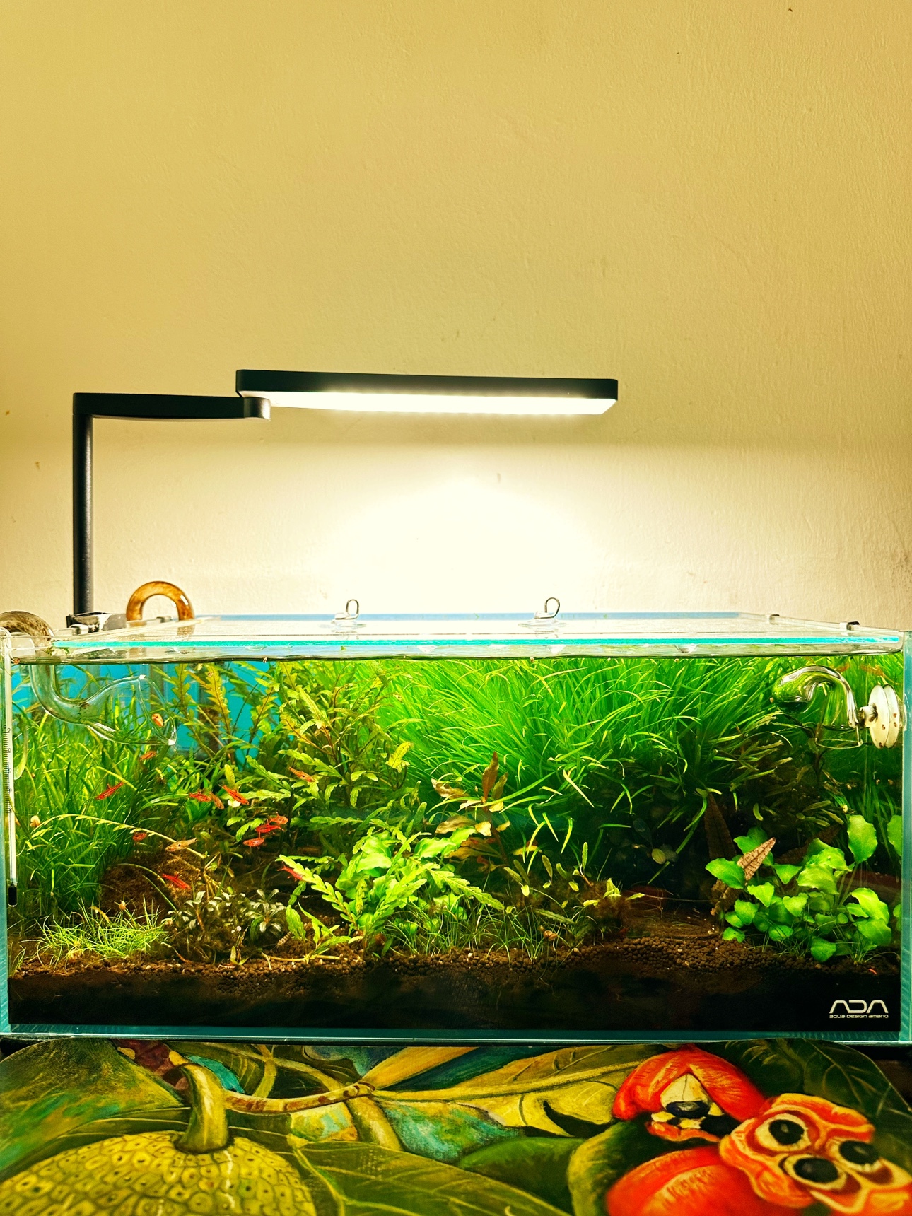Blyxa Japonica - Aquarium Plants #freecycle - photo 2