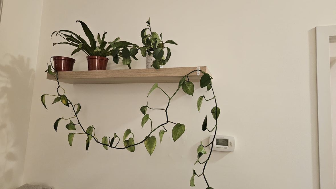 LACK Wall Shelf - White Stained Oak Effect
