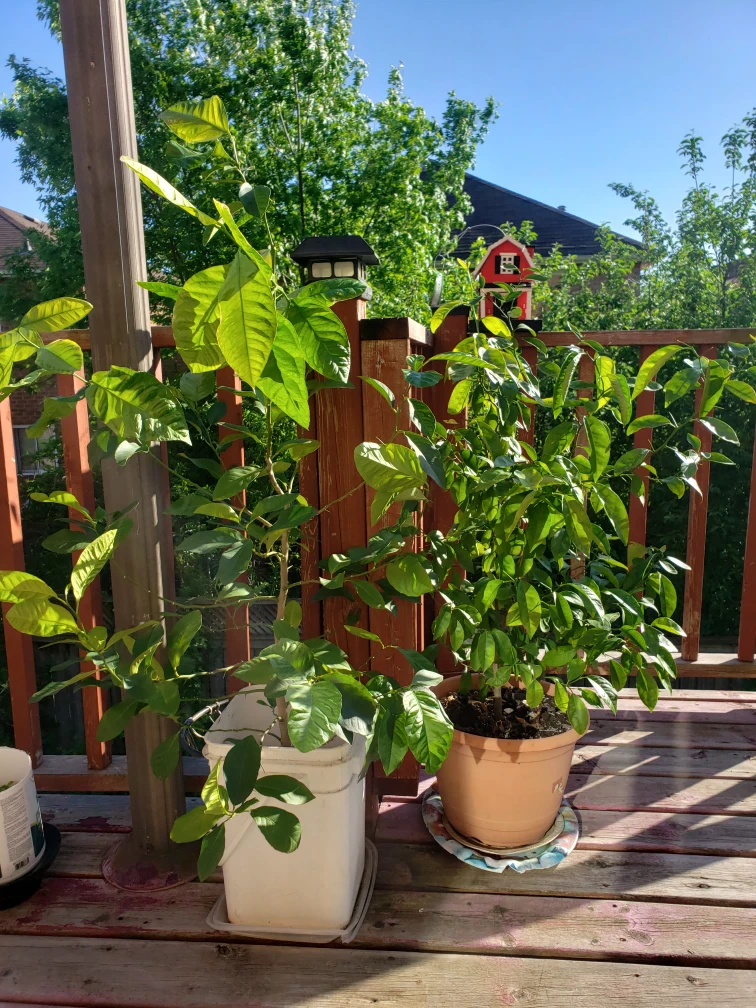 Plants Trees- Lemon Lime Trees thumbnail