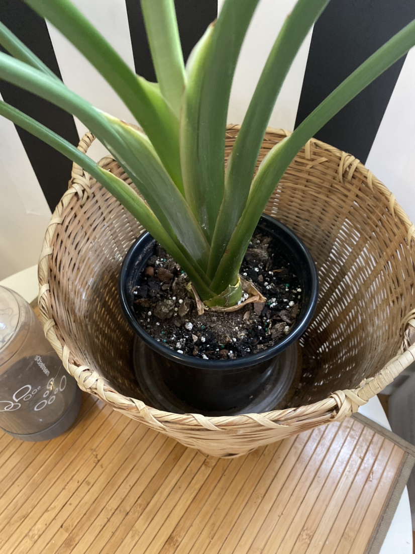 Bird of Paradise (Strelizia) Plant image indicator(3)