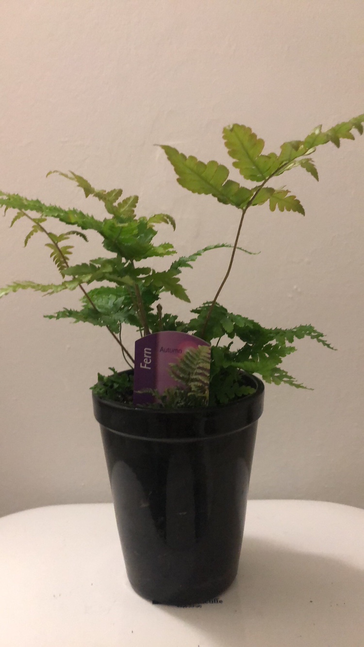 Fern plant with cover pot thumbnail