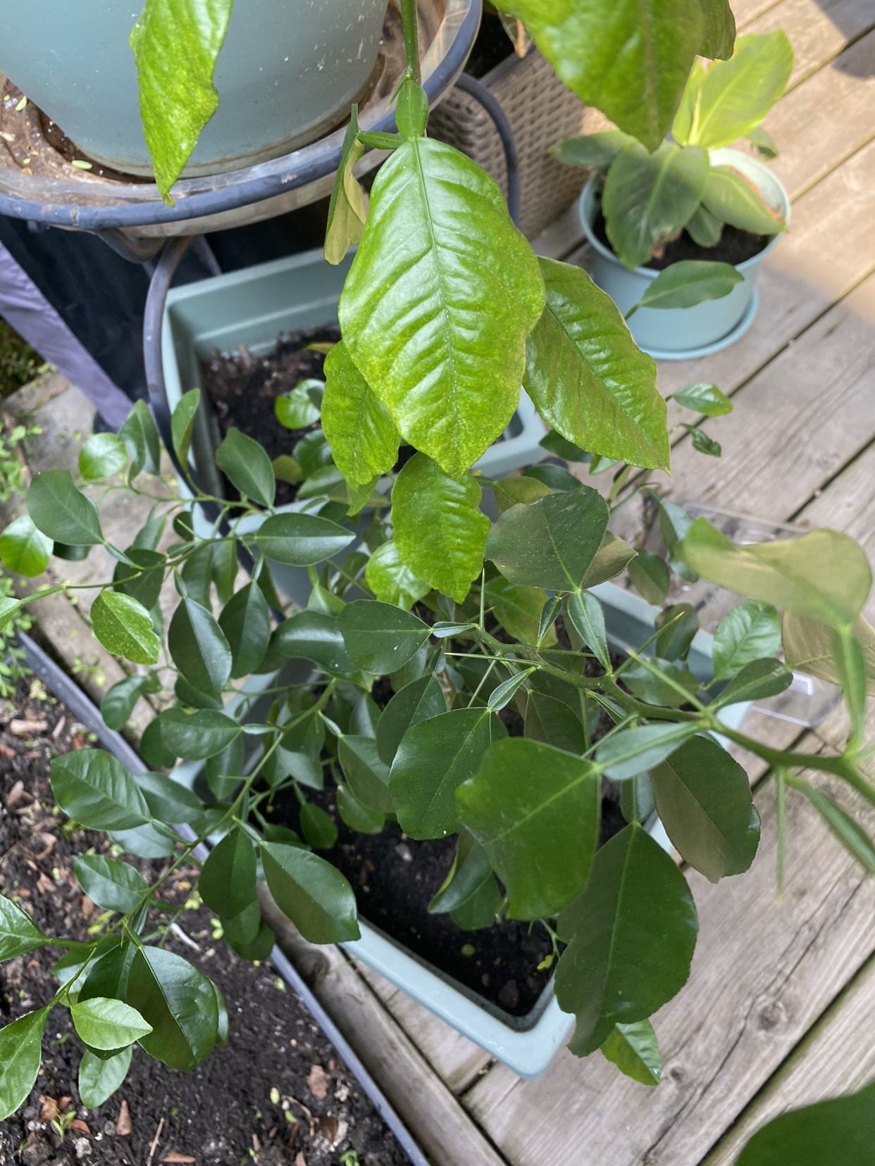 Organic Lime tree. image indicator(7)