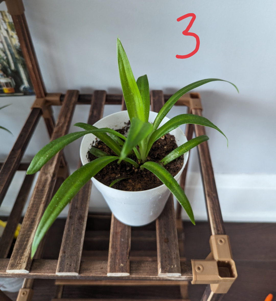 Healthy Spider Plants🌿🌱 image indicator(3)