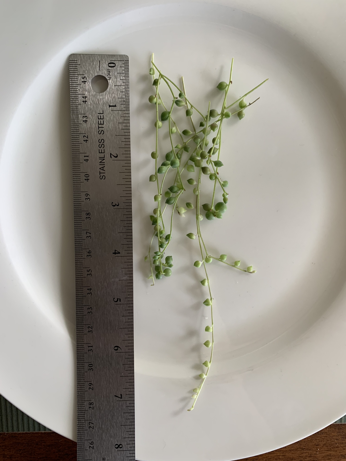 Spring of pearls plant cuttings 🧡 thumbnail