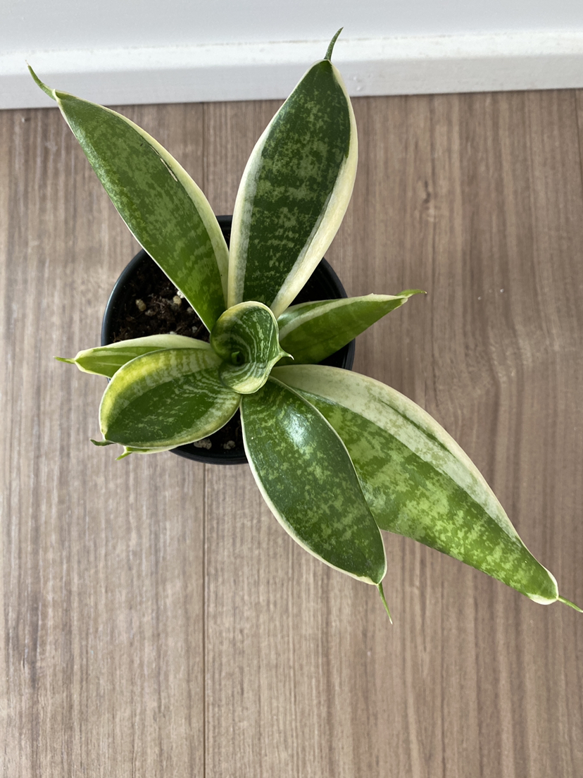 💛Golden Hahnii snake plant thumbnail