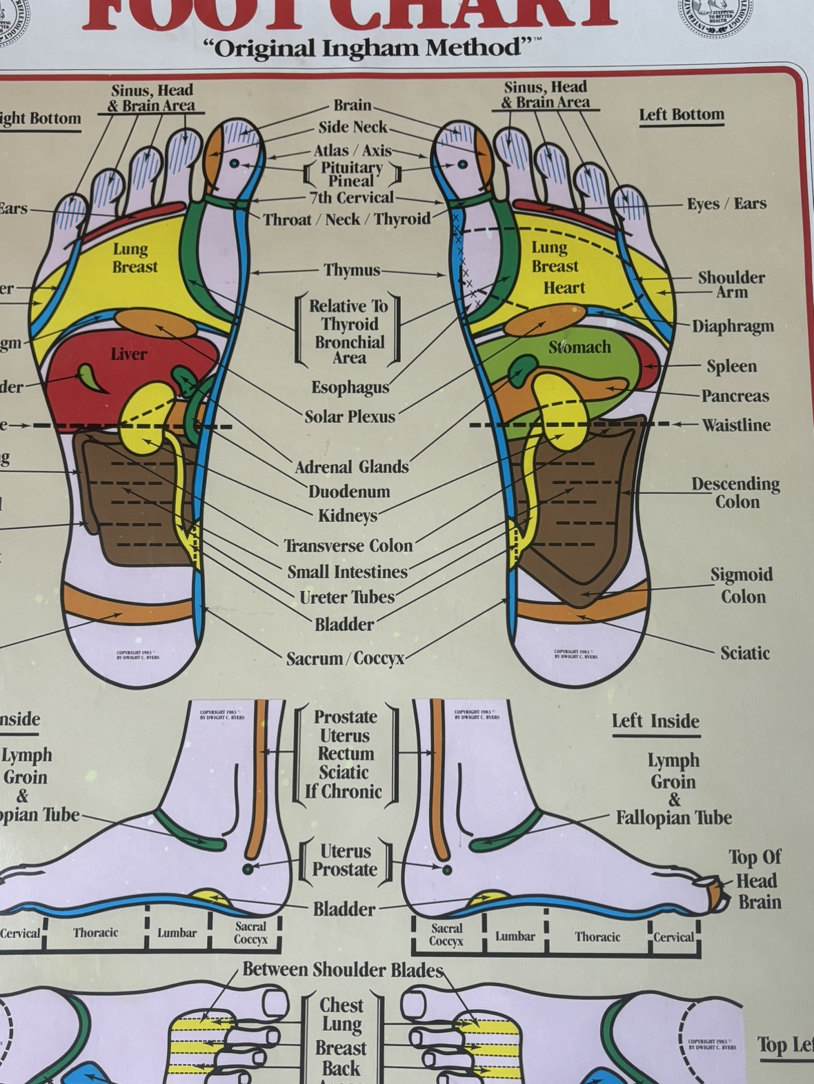 2 Reflexology Chart: Hand- Foot - photo 4