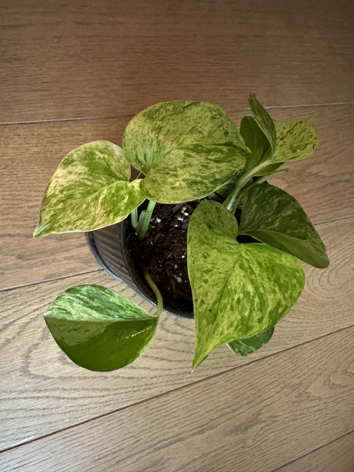 Marble Pothos Plant in Ceramic Pot 🥕 thumbnail