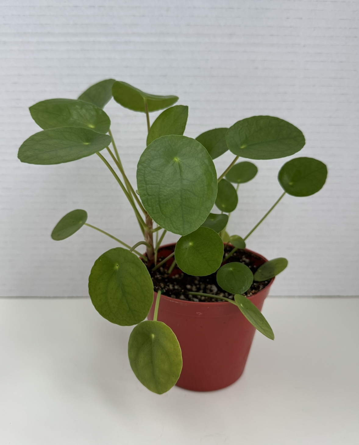 Cute Healthy Plant 🪴