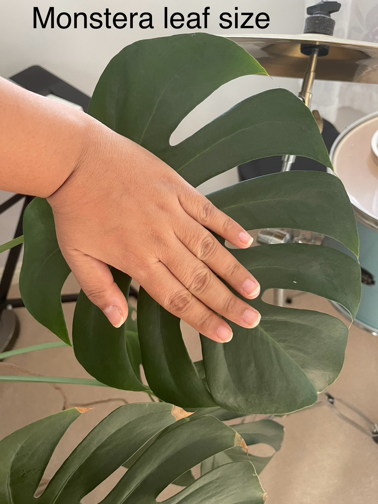 Monstera with stand and tray - photo 2