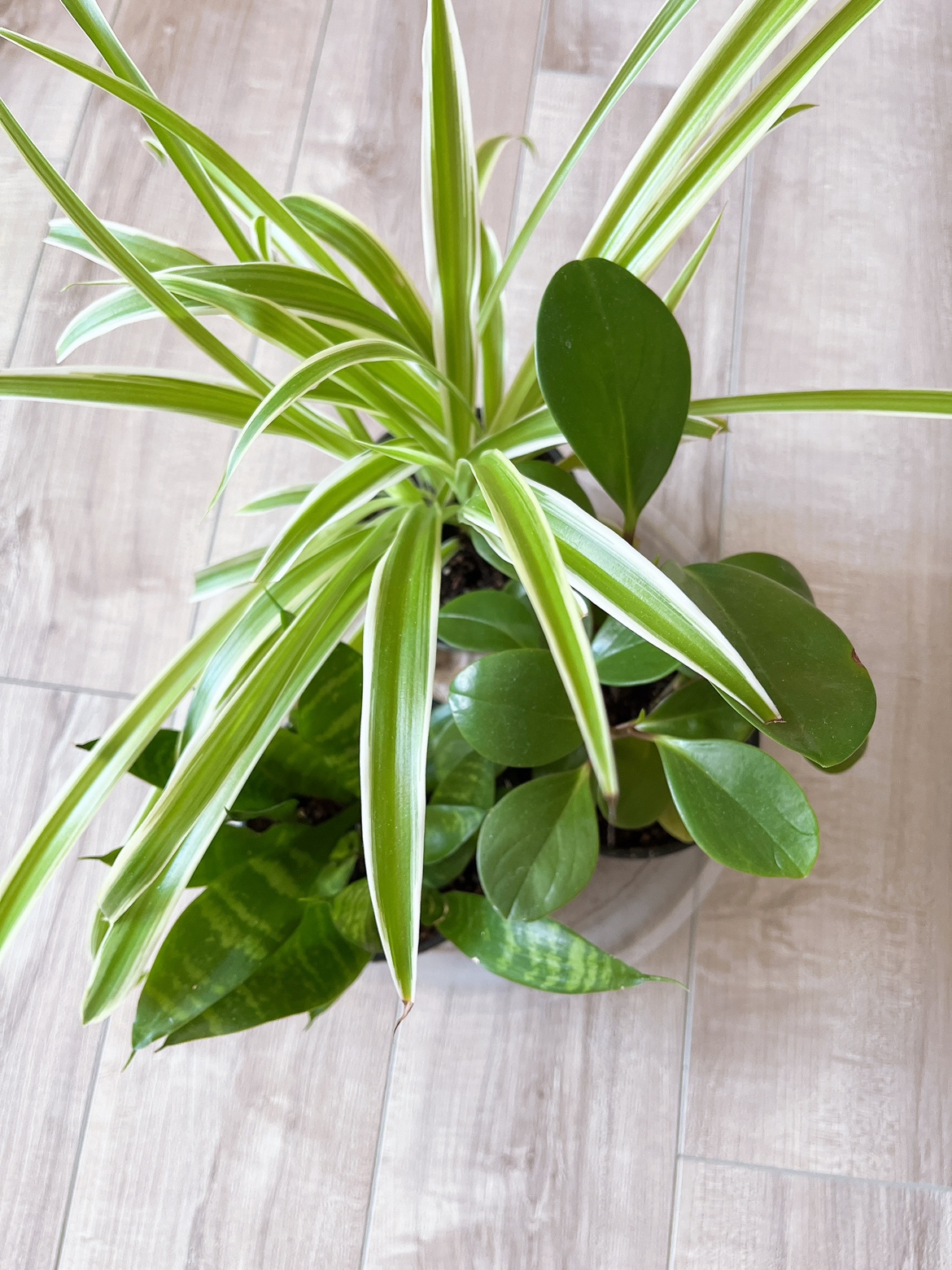 Plants