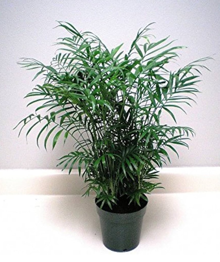 🧡 PLANT: Palour Palm - 15 Seeds Air Purification House Plant
