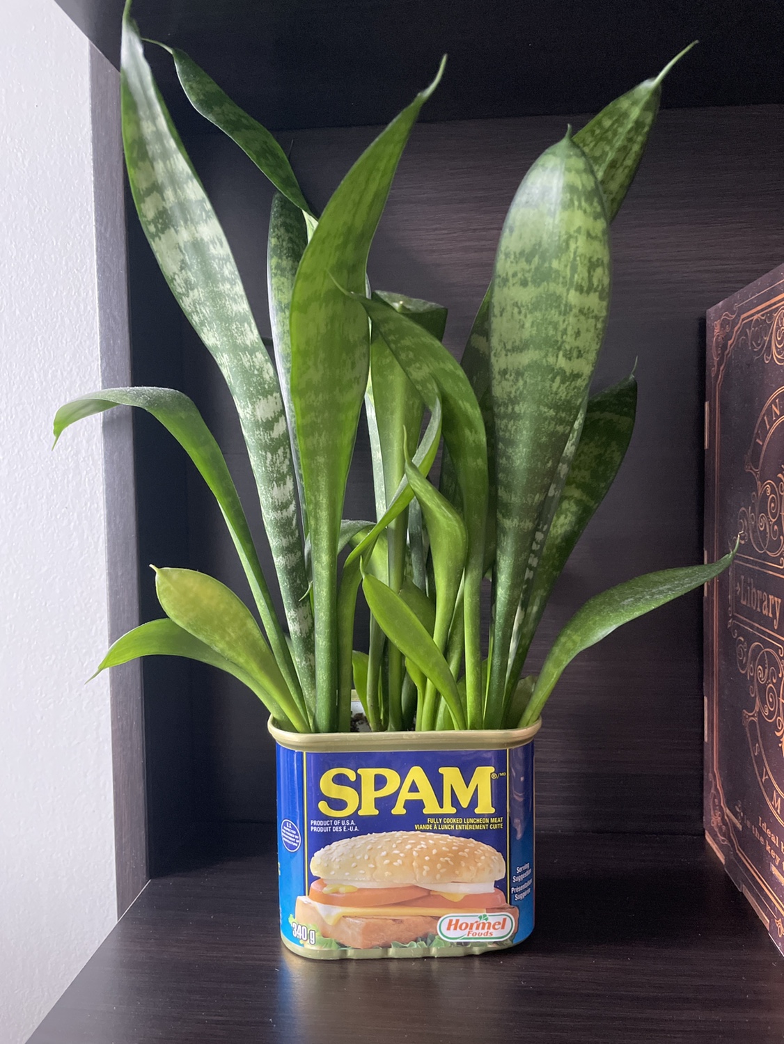 snake plant