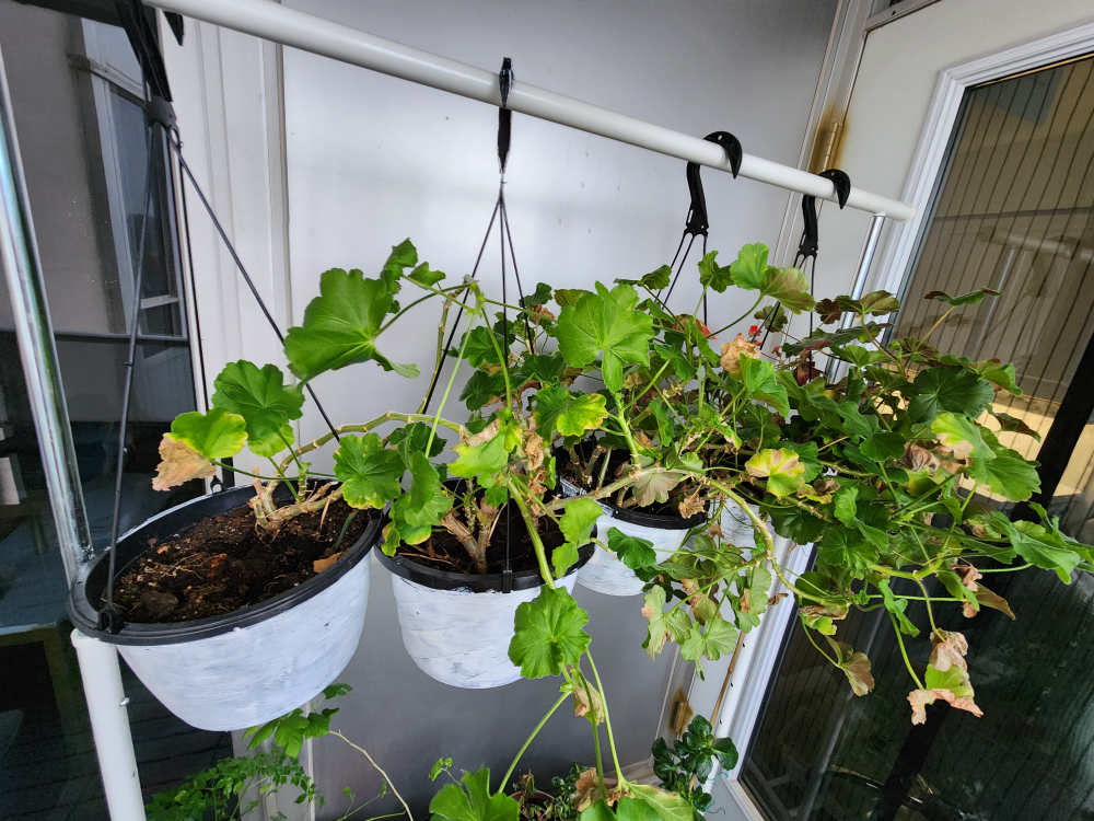 4 hanging planters thumbnail
