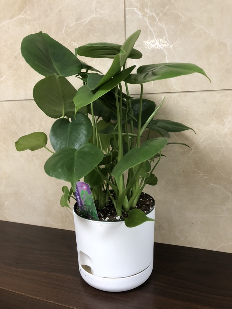 Philodendron with self watering planter 6” thumbnail