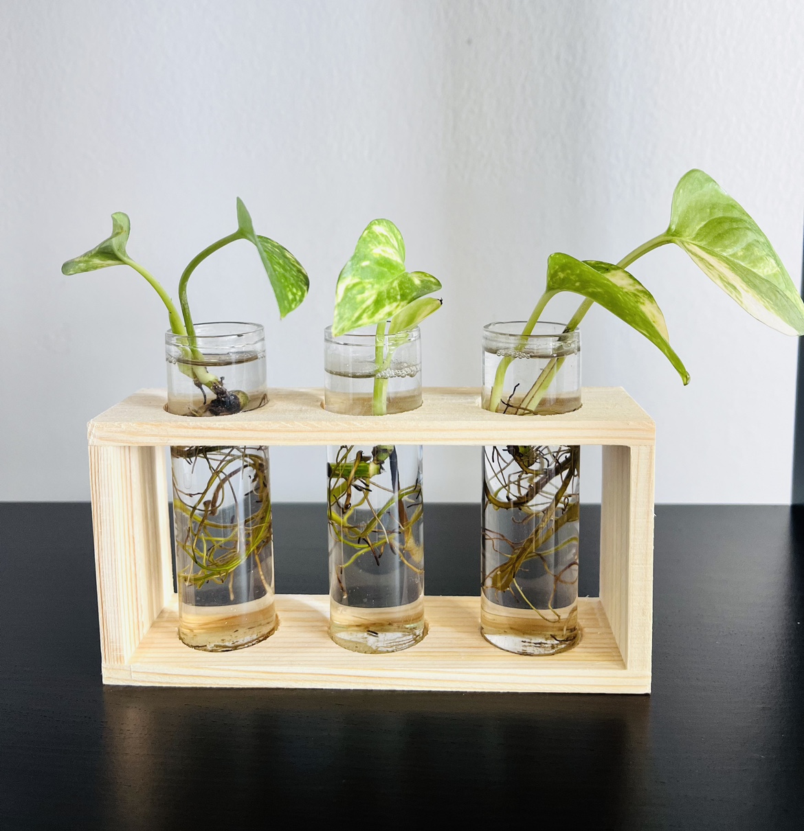 Pothos with stand