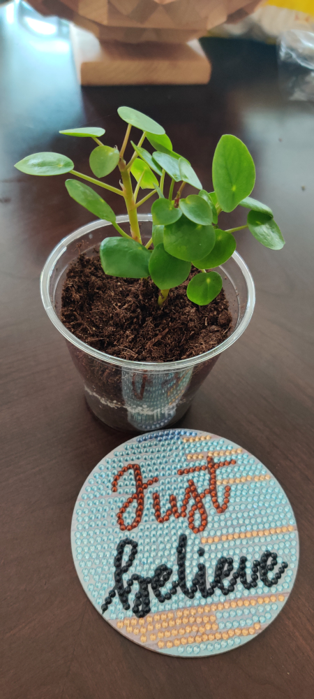 Baby Chinese Money tree (Pilea) image indicator(2)