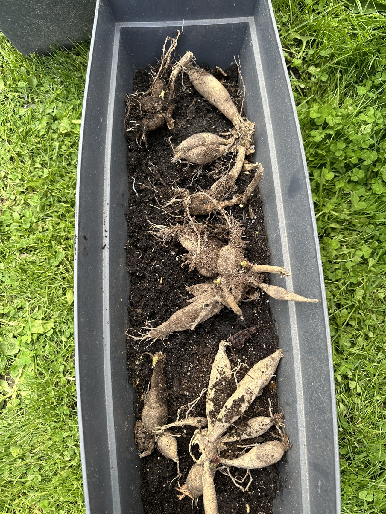 Dahlia Tubers 🥕 image indicator(2)