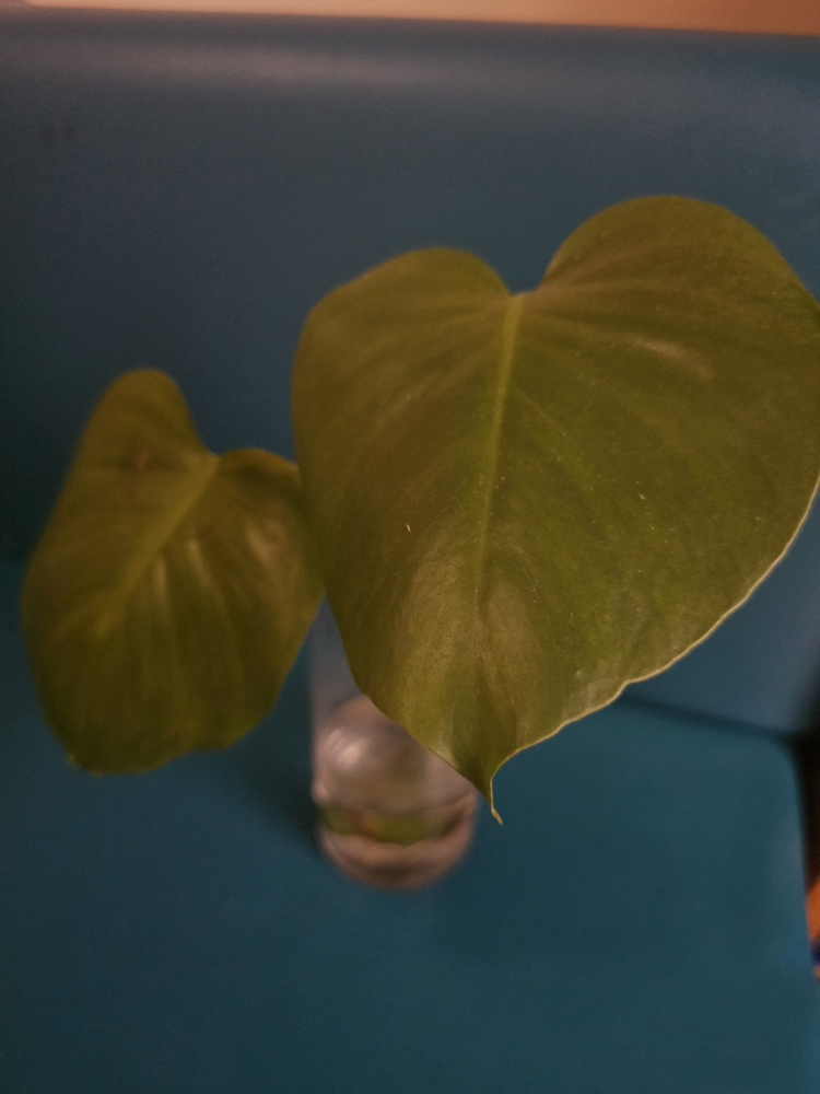 Monstera / Swiss cheese plant 🥕 thumbnail