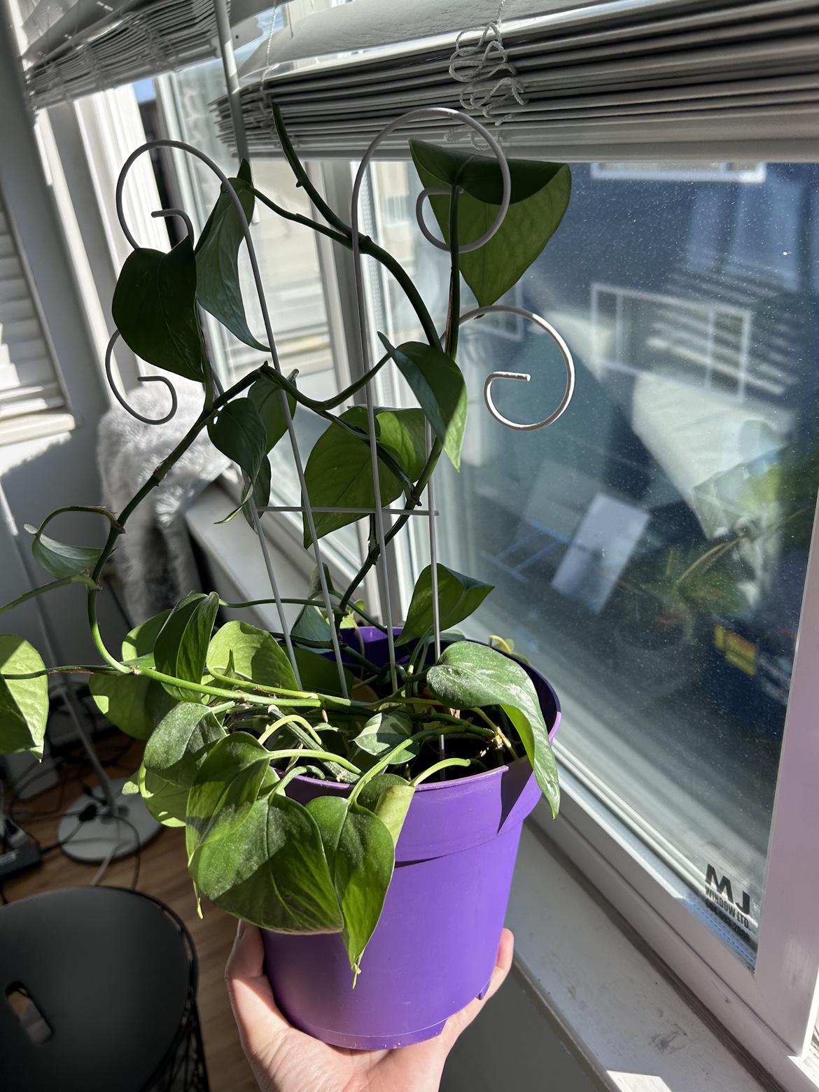 Free plant with pot - photo 2