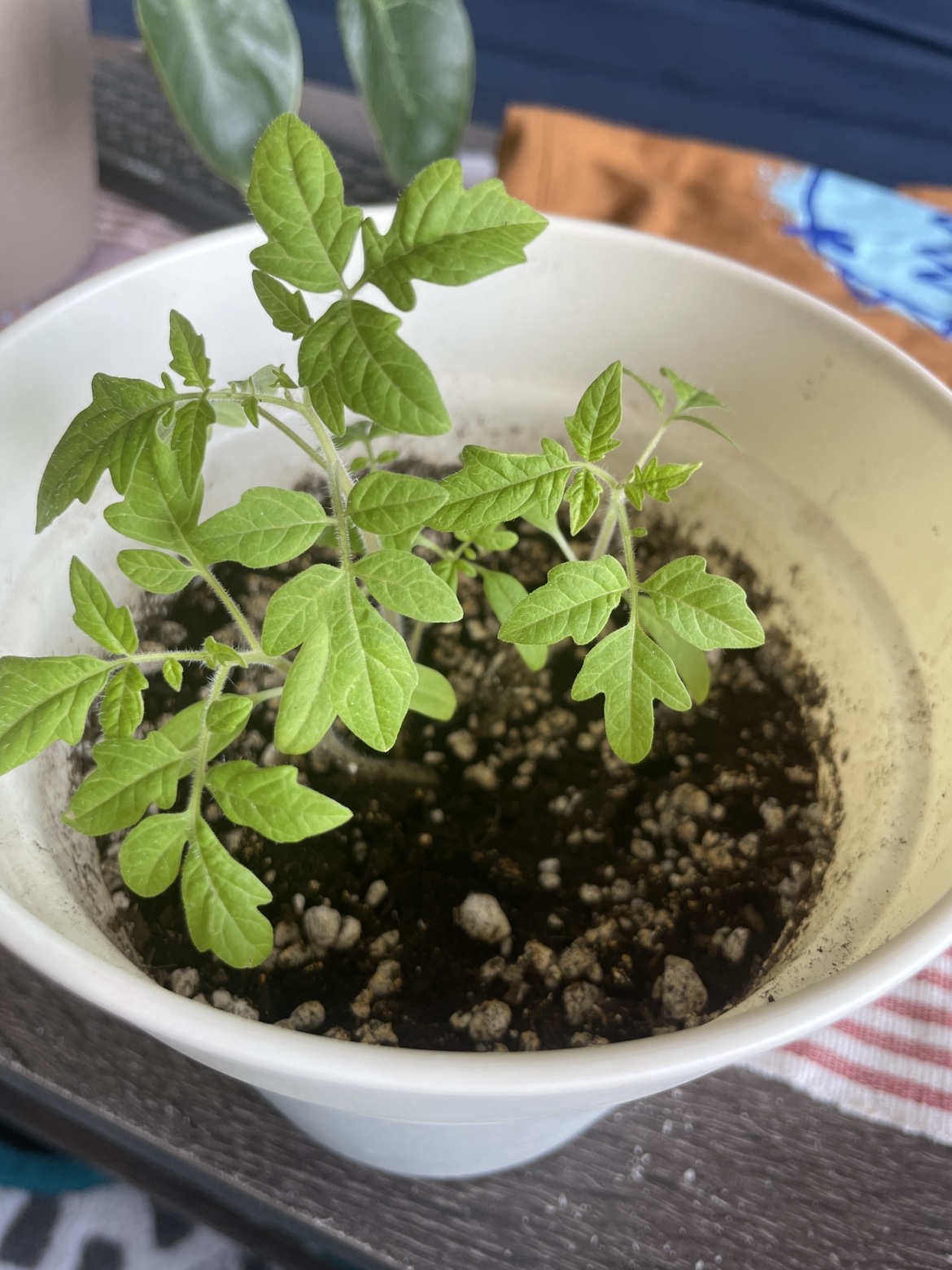 Tomato plant 🧡