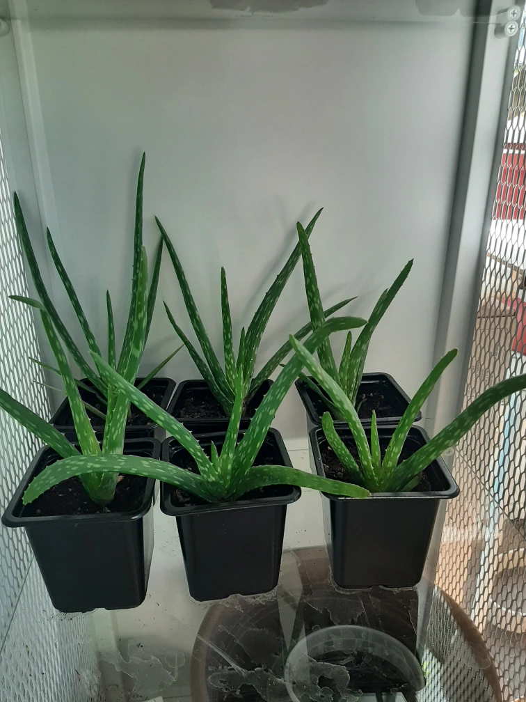 Aloe Starters! 🌱 #freecycle thumbnail