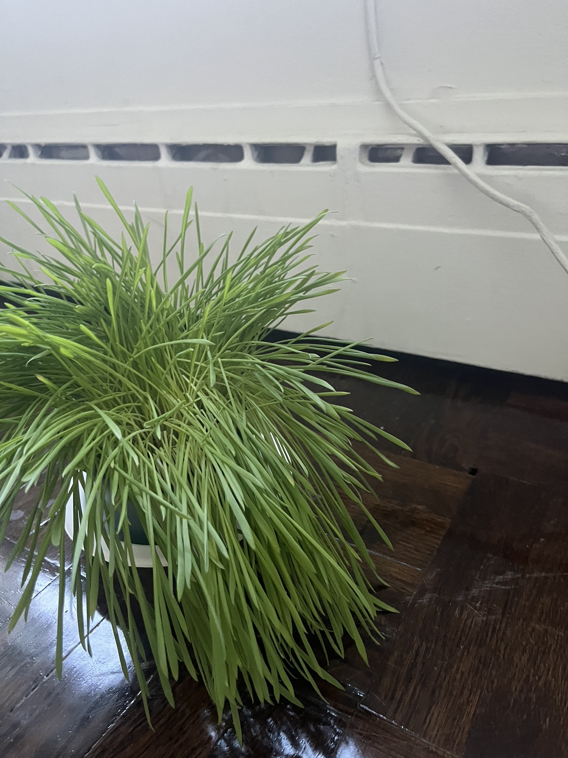CAT GRASS 🌱 - FREE!!! - photo 3