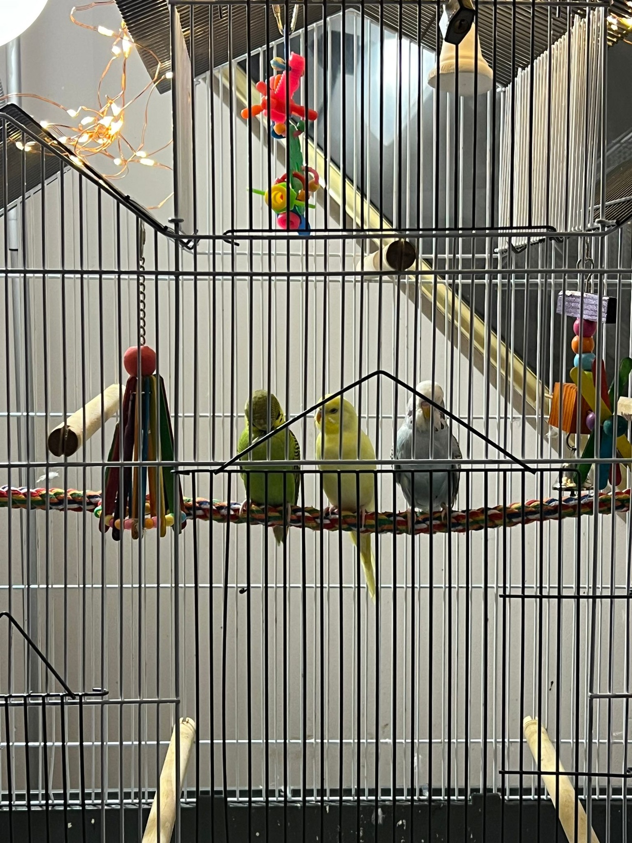 Budgies with cage