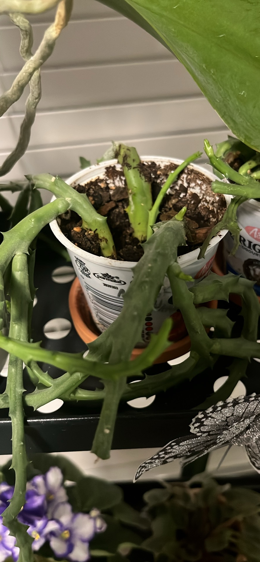 Baby succulent image indicator(2)