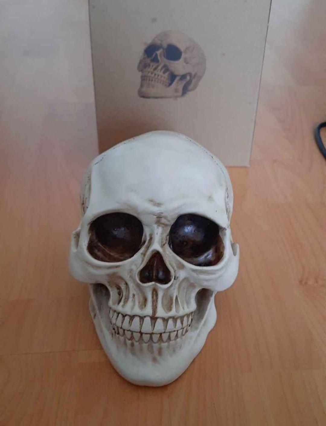 Skull model - for decor, Halloween etc. - photo 3