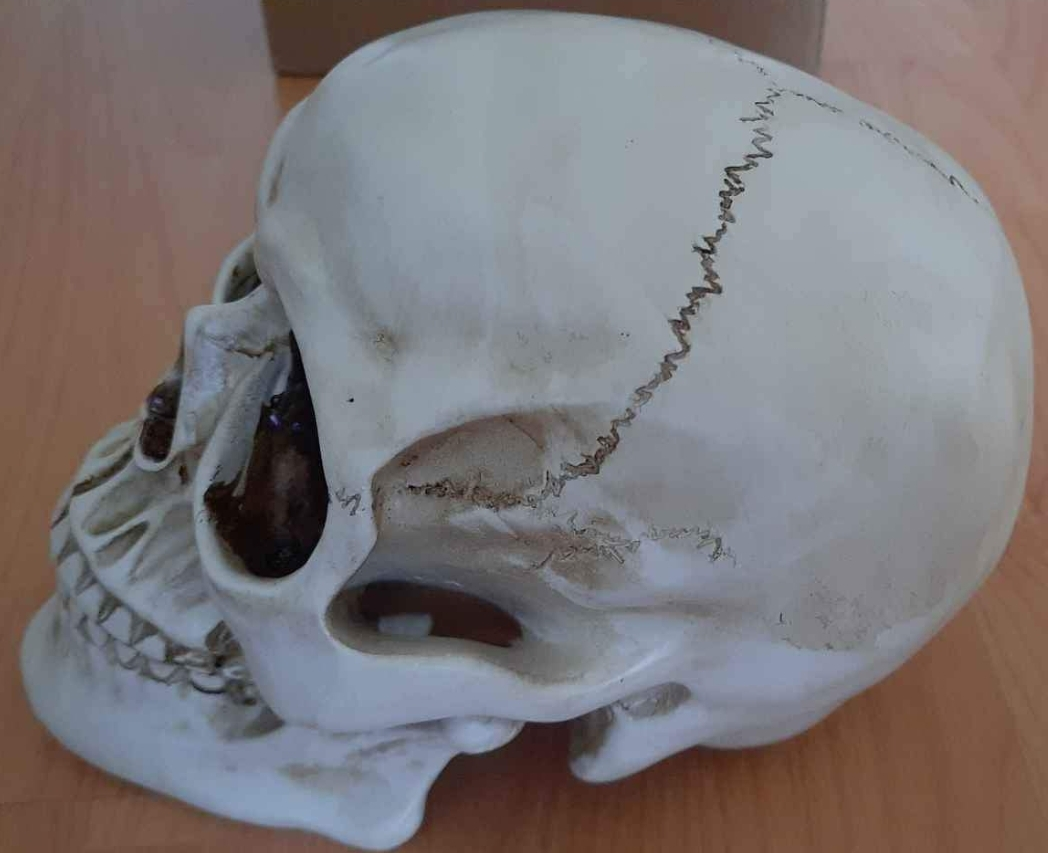 Skull model - for decor, Halloween etc. - photo 4