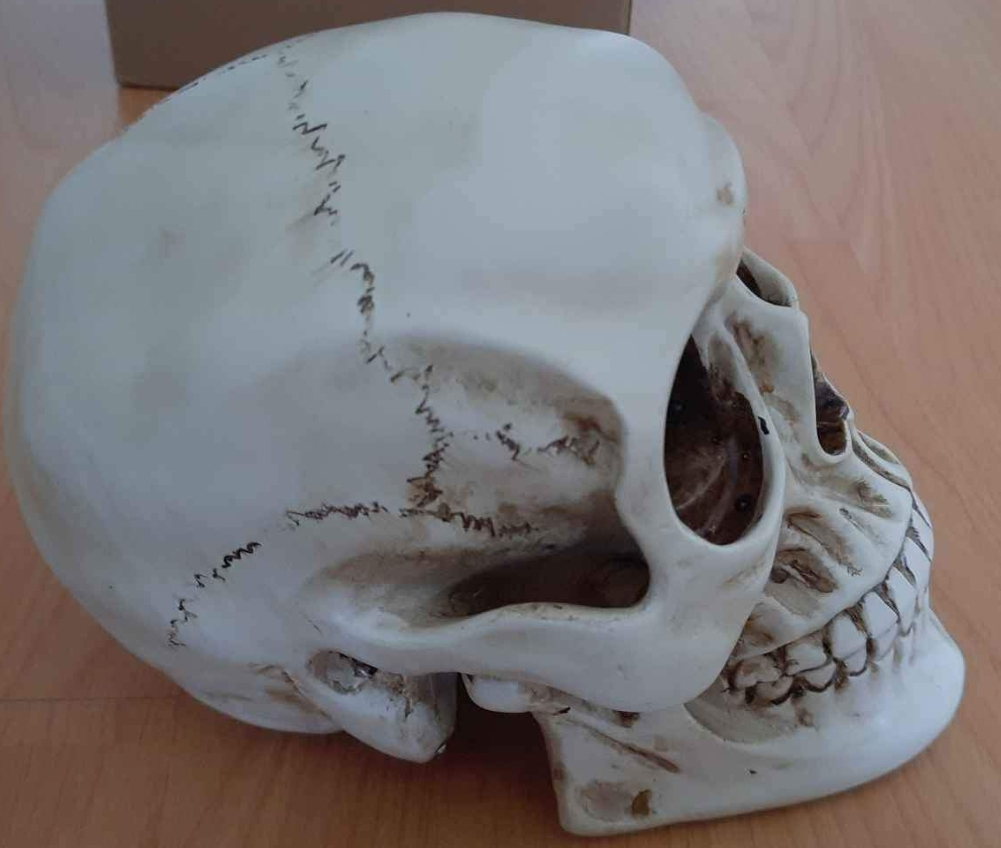 Skull model - for decor, Halloween etc. - photo 5
