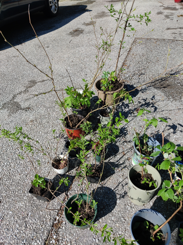 Happy Little Trees image indicator(2)