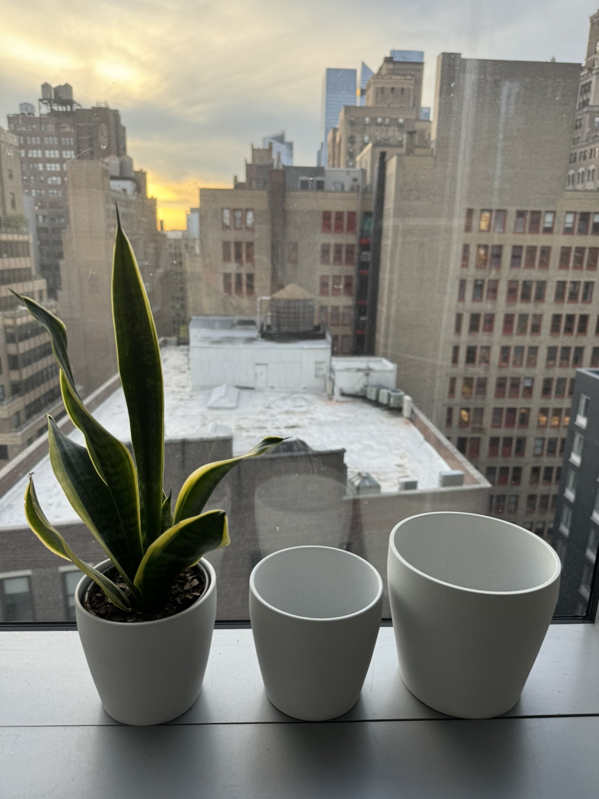 Plant Pot + Plant