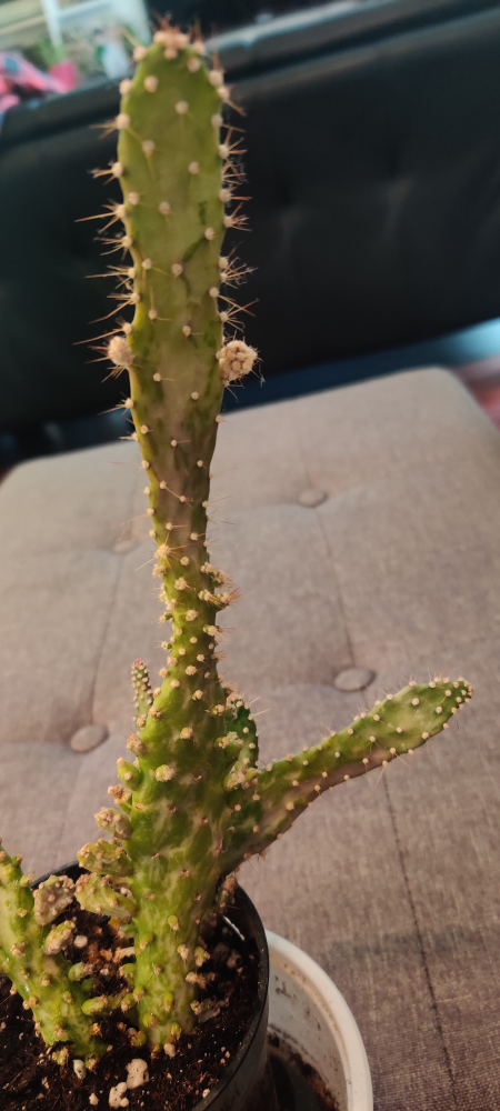 Free cactus image indicator(2)