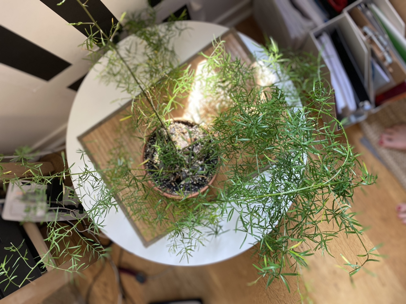 Asparagus Fern image indicator(2)