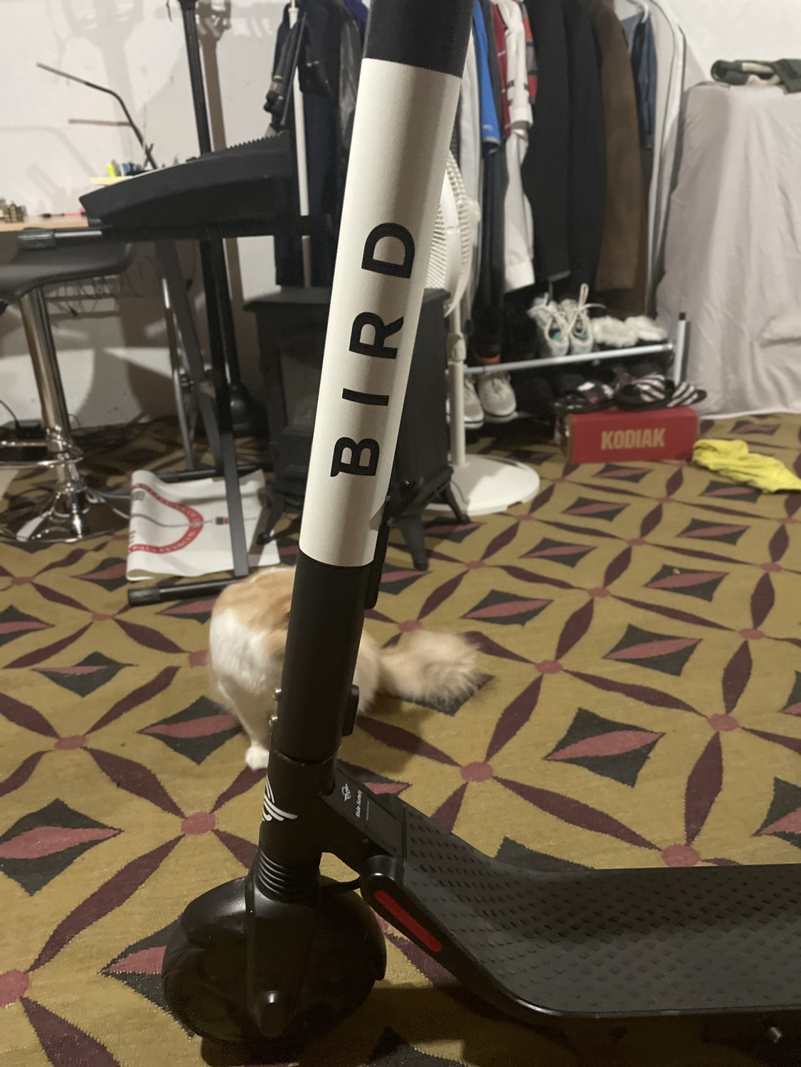 Bird Scooter Electric image indicator(2)