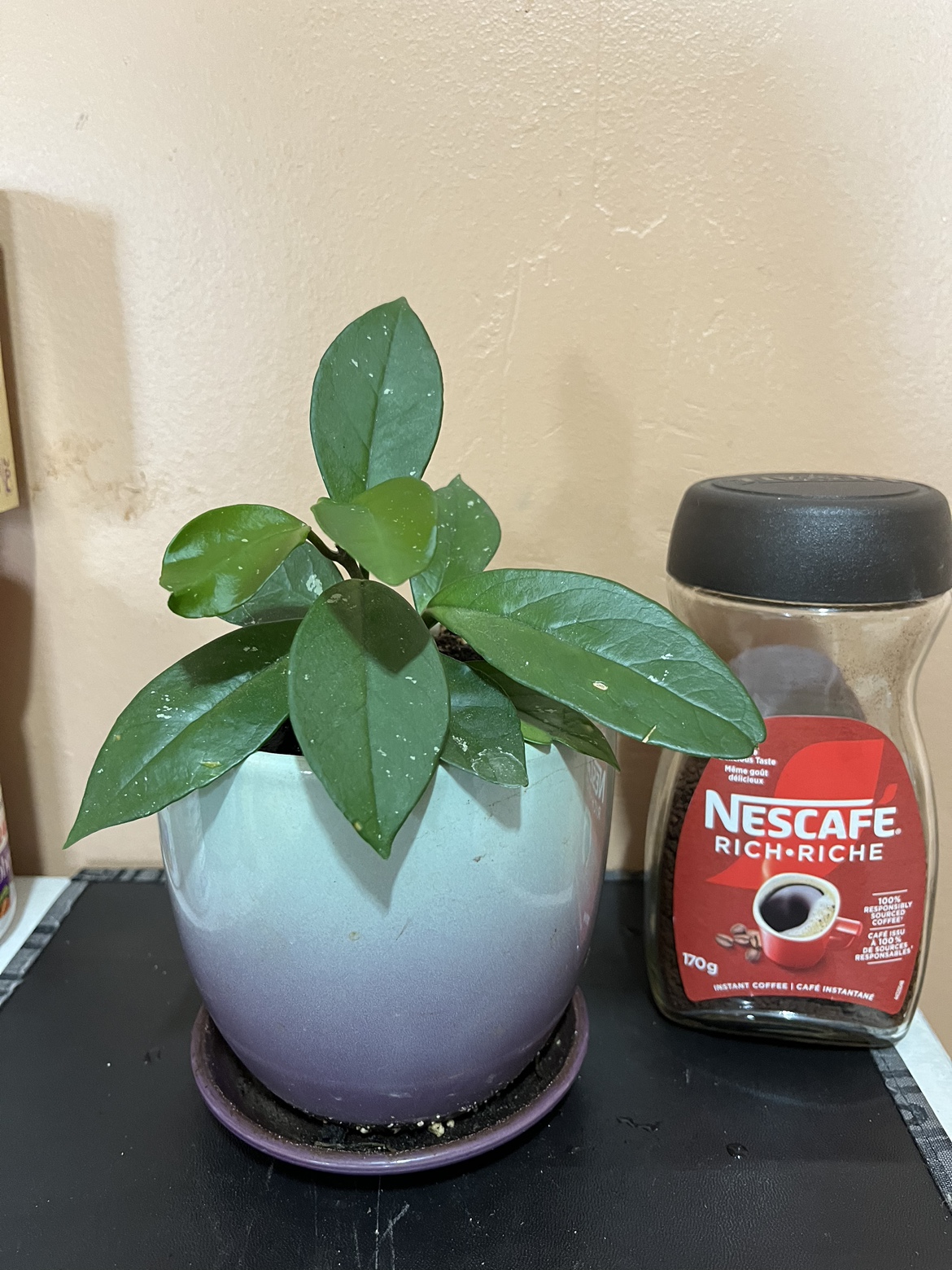 ZZ Plant, Syngonium, Hoya (Sold) & Haworthia image indicator(3)