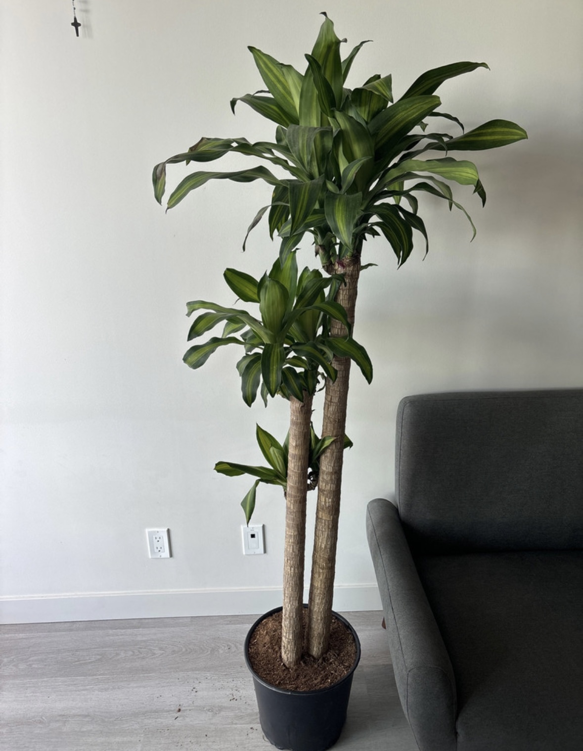 New plant!