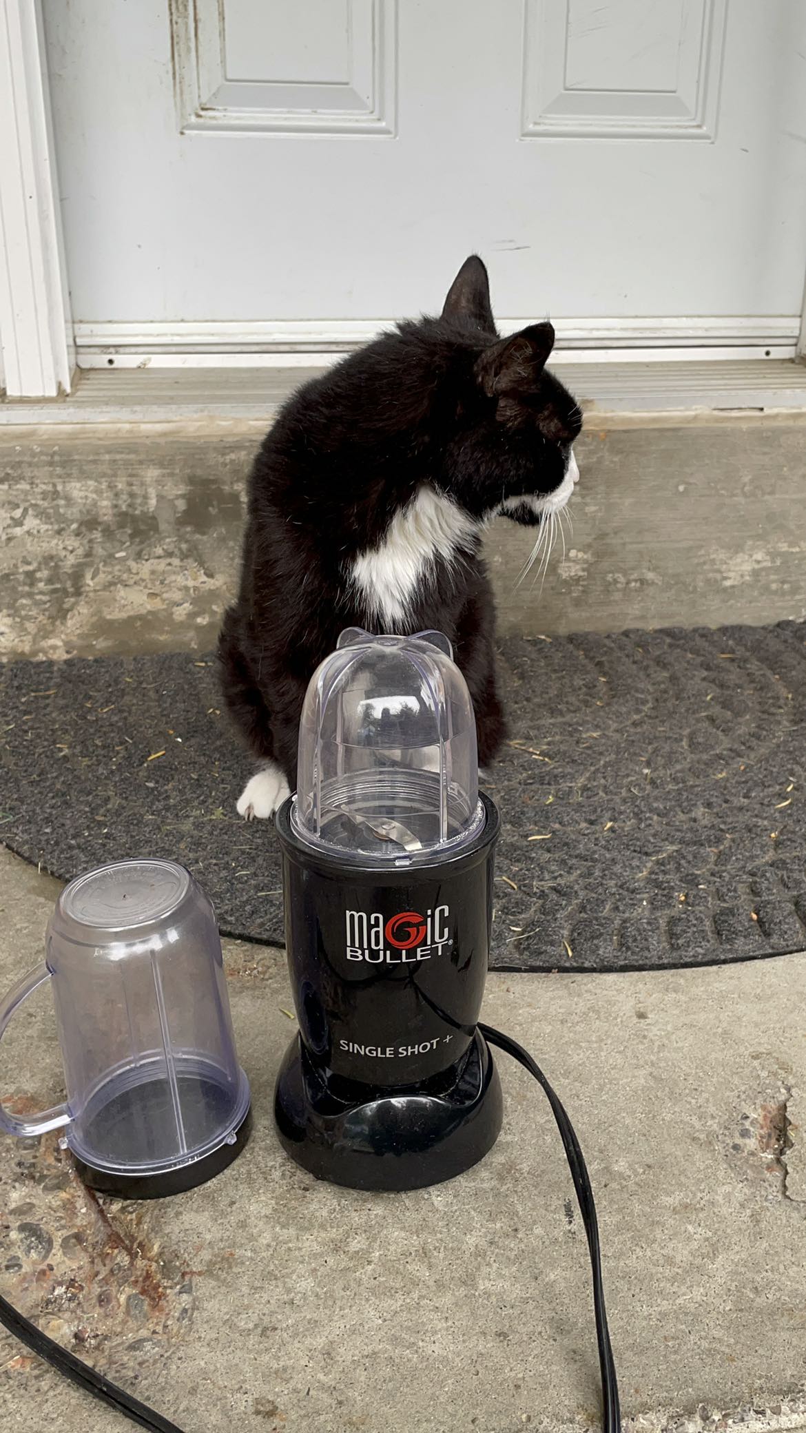 Magic bullet mixer / cat not included thumbnail