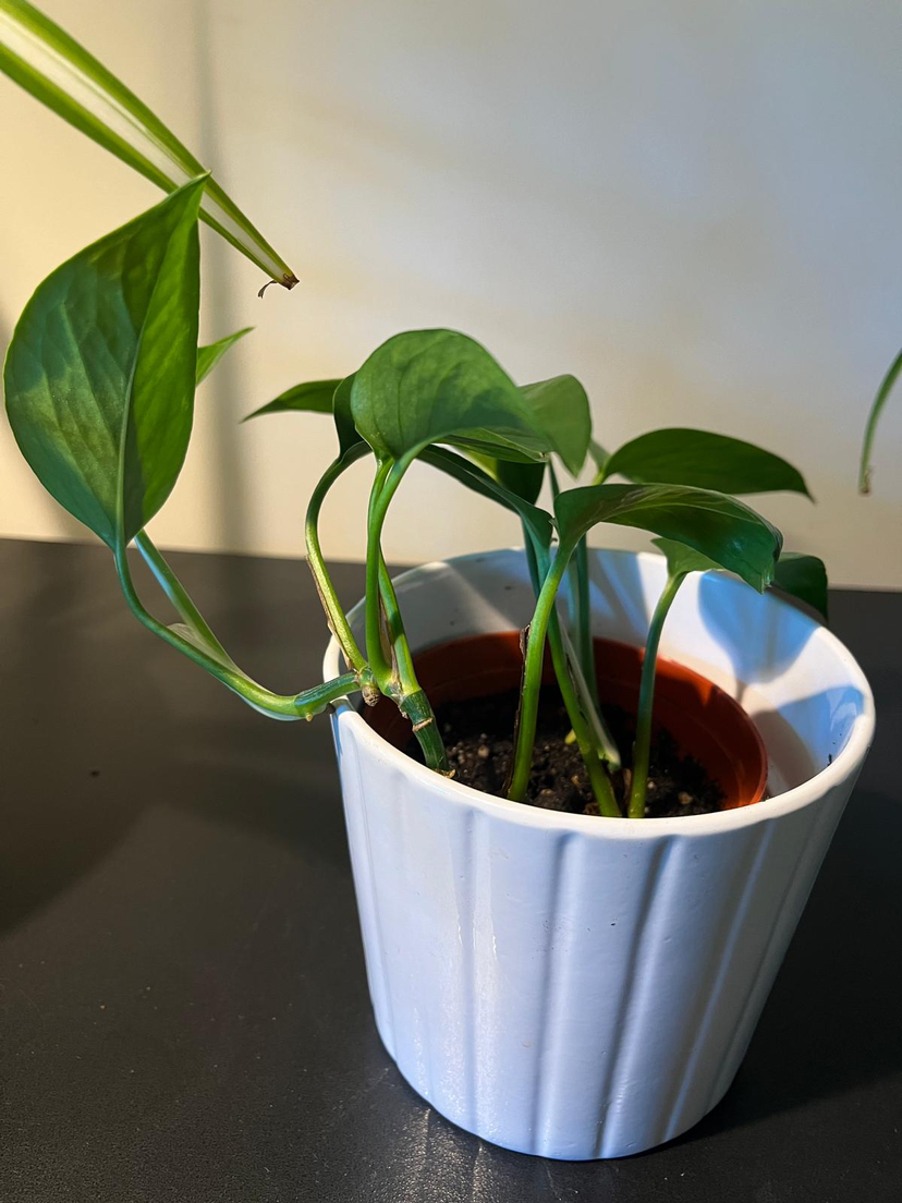 Green and marble pathos (money plant) image indicator(8)