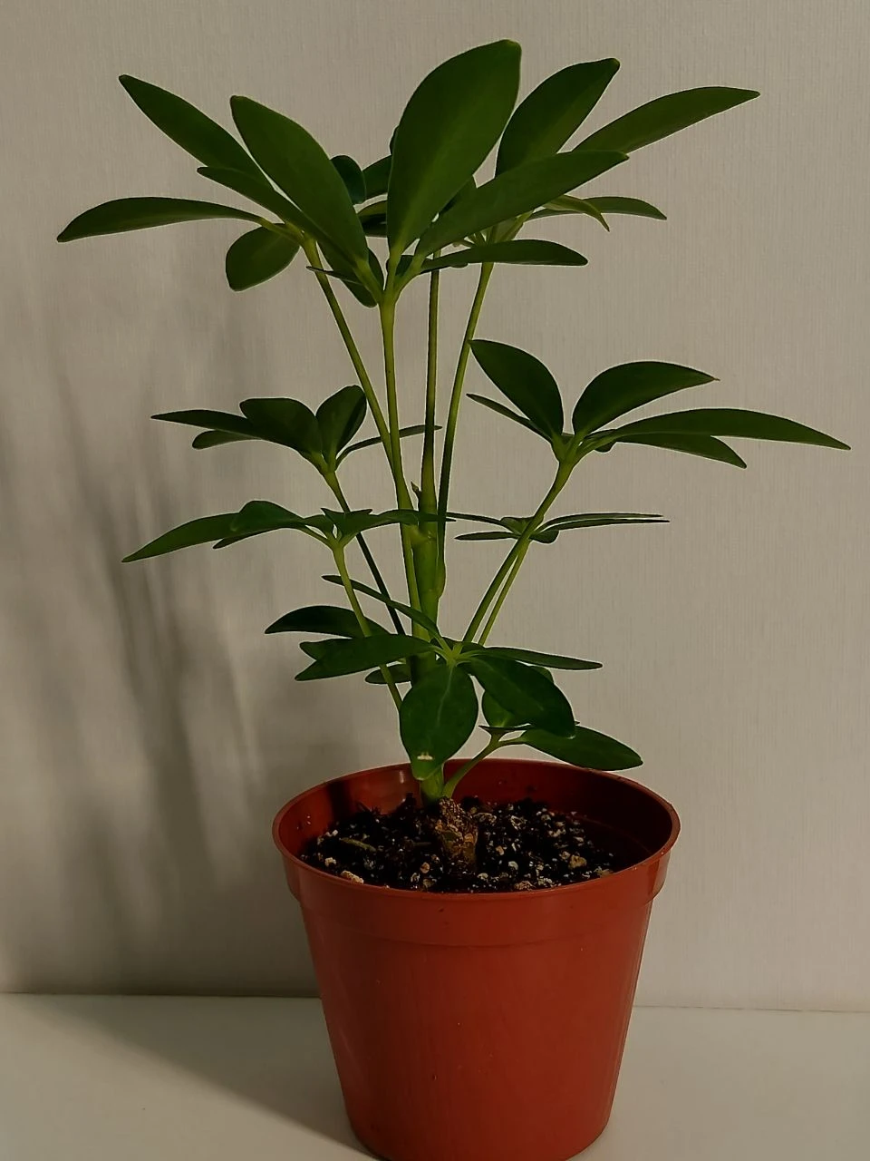 Potted umbrella plant thumbnail