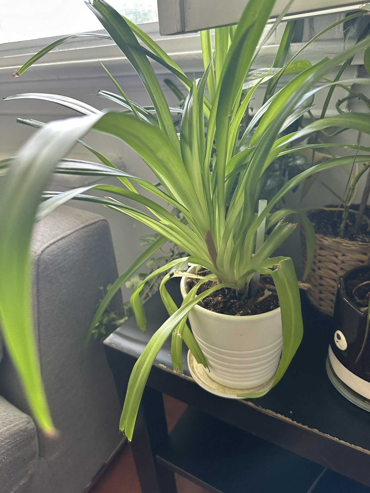 Beautiful healthy Spider plant with pot