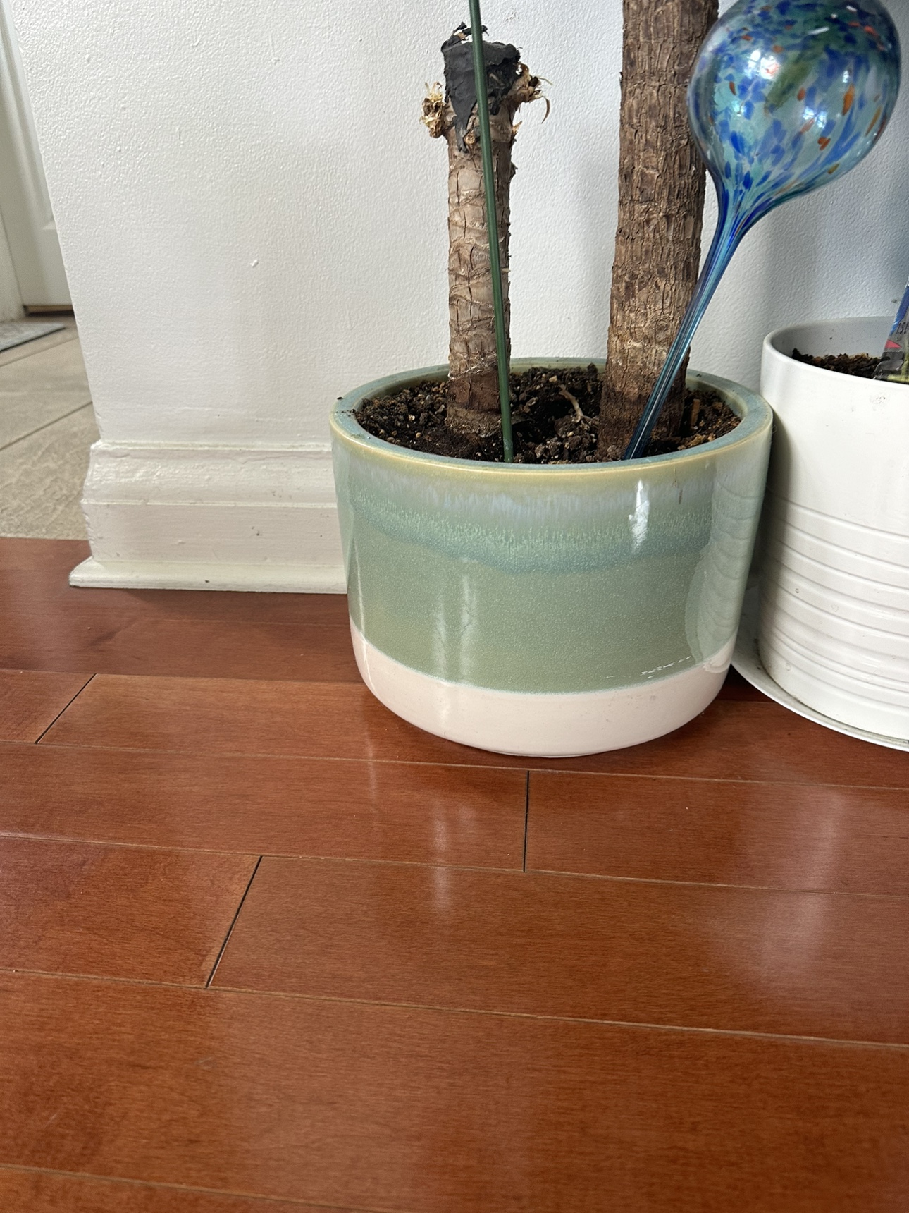 Beautiful Bamboo plant with pot - photo 2
