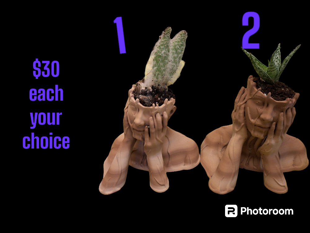 Planter with cactus or succulent thumbnail